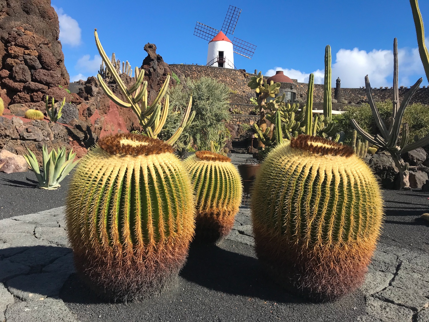 Jardin de Cactus Lanzarote Photo Heatheronhertravels.com