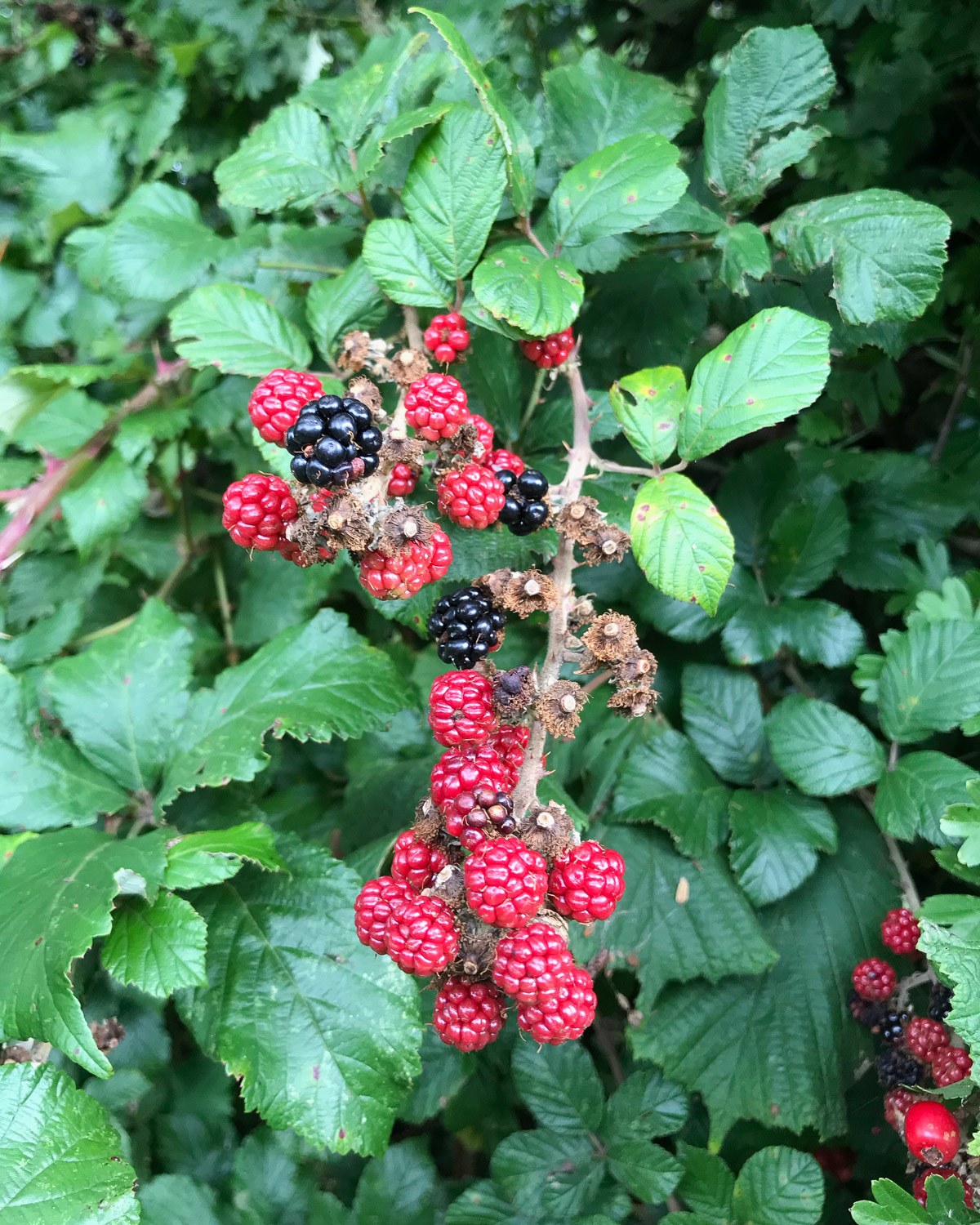 Blackberries on Cotswold Way Day 1 Photo Heatheronhertravels.com