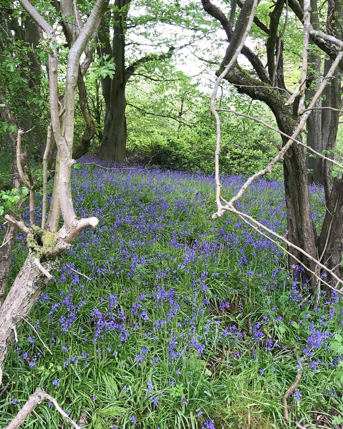 Bluebells on Cotswold Way Photo: Heatheronhertravels.com