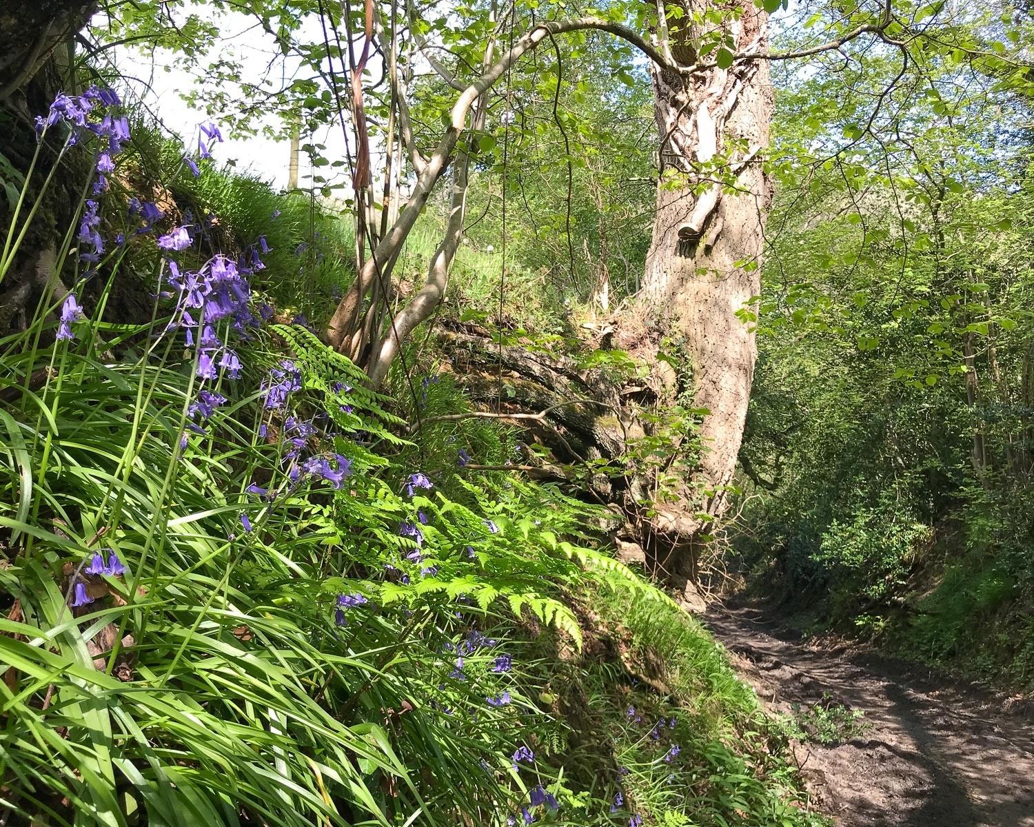 Drover's trail to Kilscott - Cotswold Way Photo: Heatheronhertravels.com