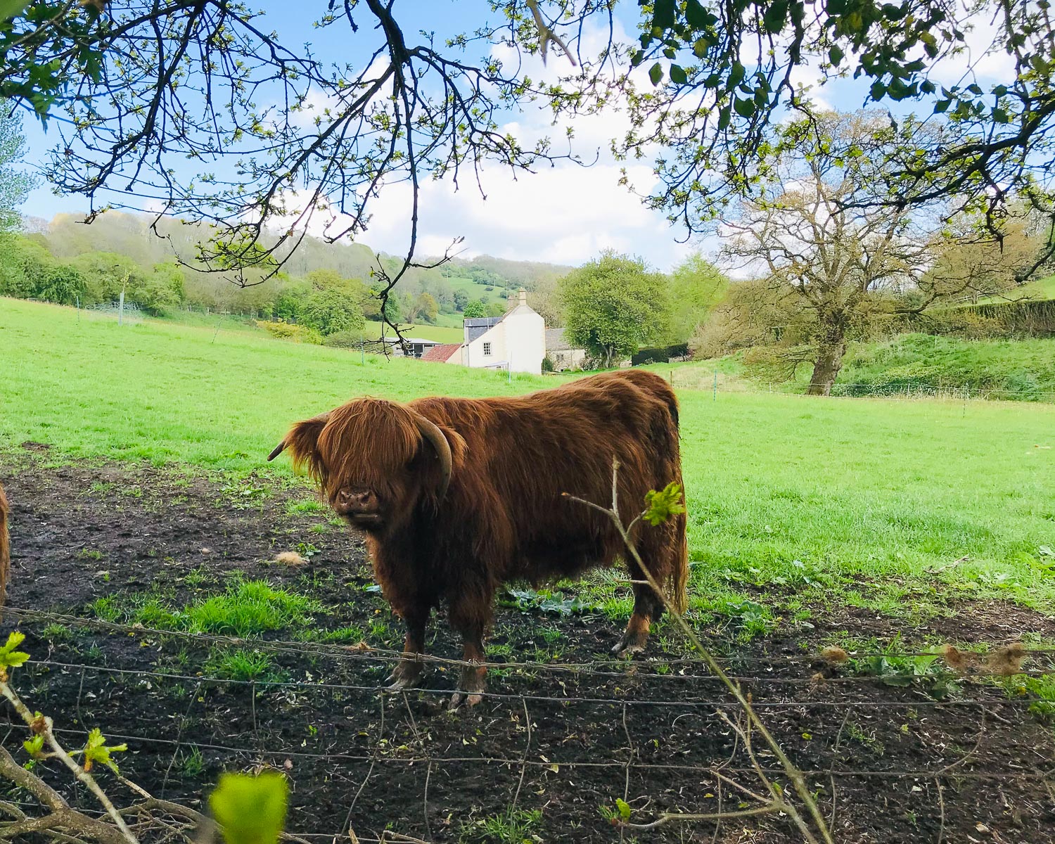 Cattle grazing at Kilcott on the Cotswold Way 