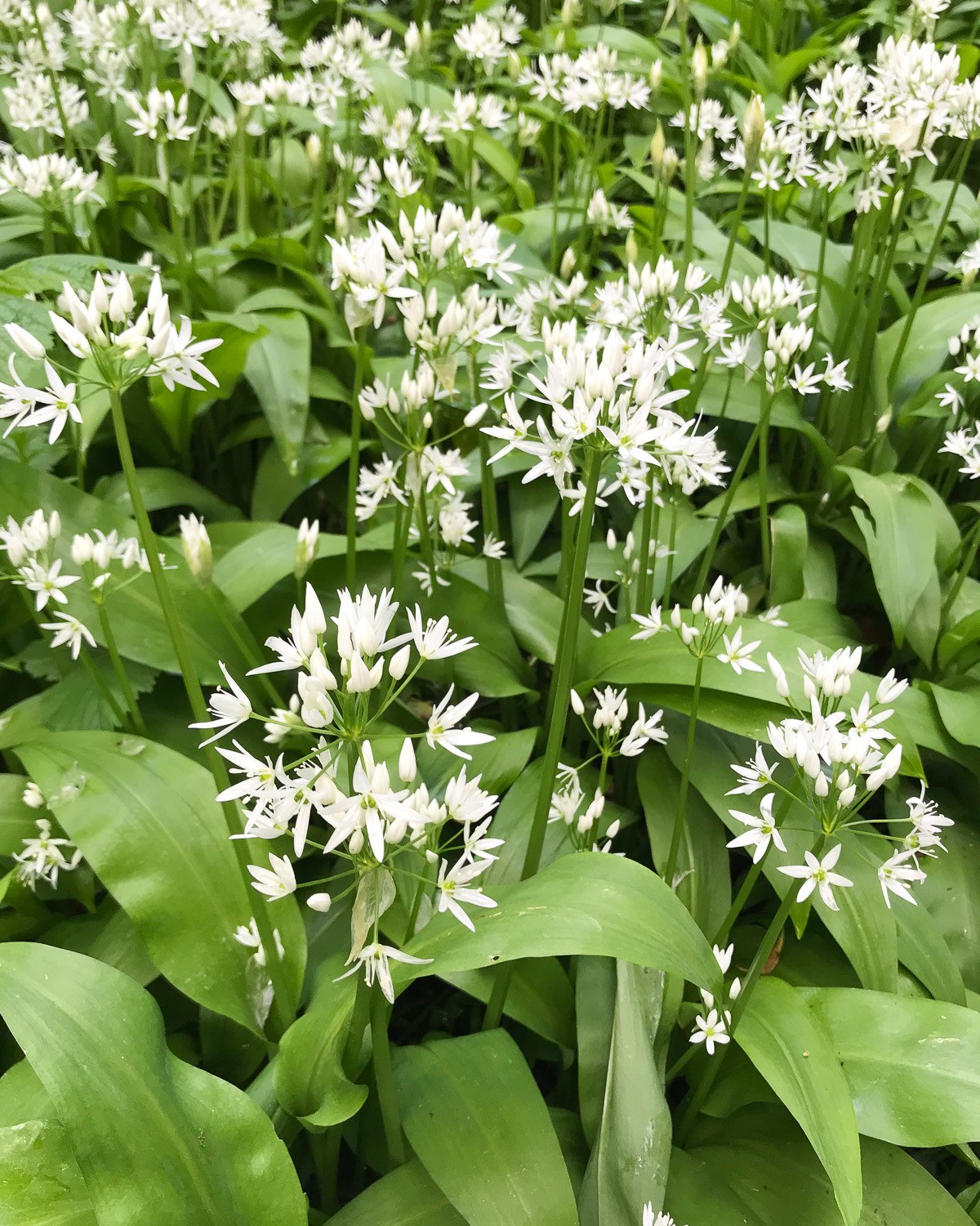 Wild Garlic at Horton on the Cotswold Way 
