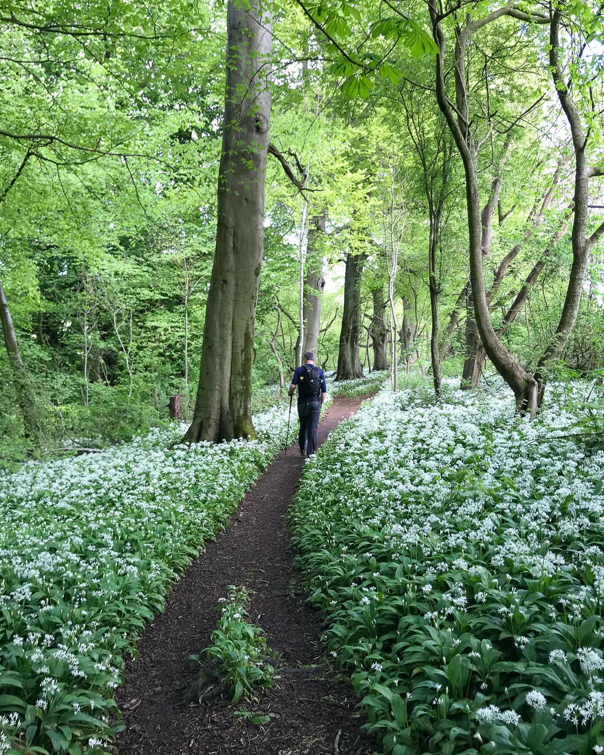 Wild Garlic at in the woods above Horton on the Cotswold Way