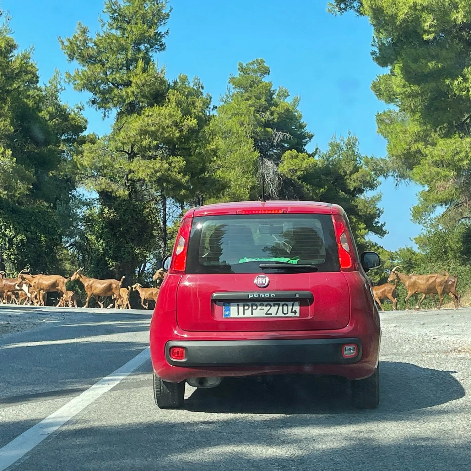 Goats on the road in Skopelos Photo Heatheronhertravels.com