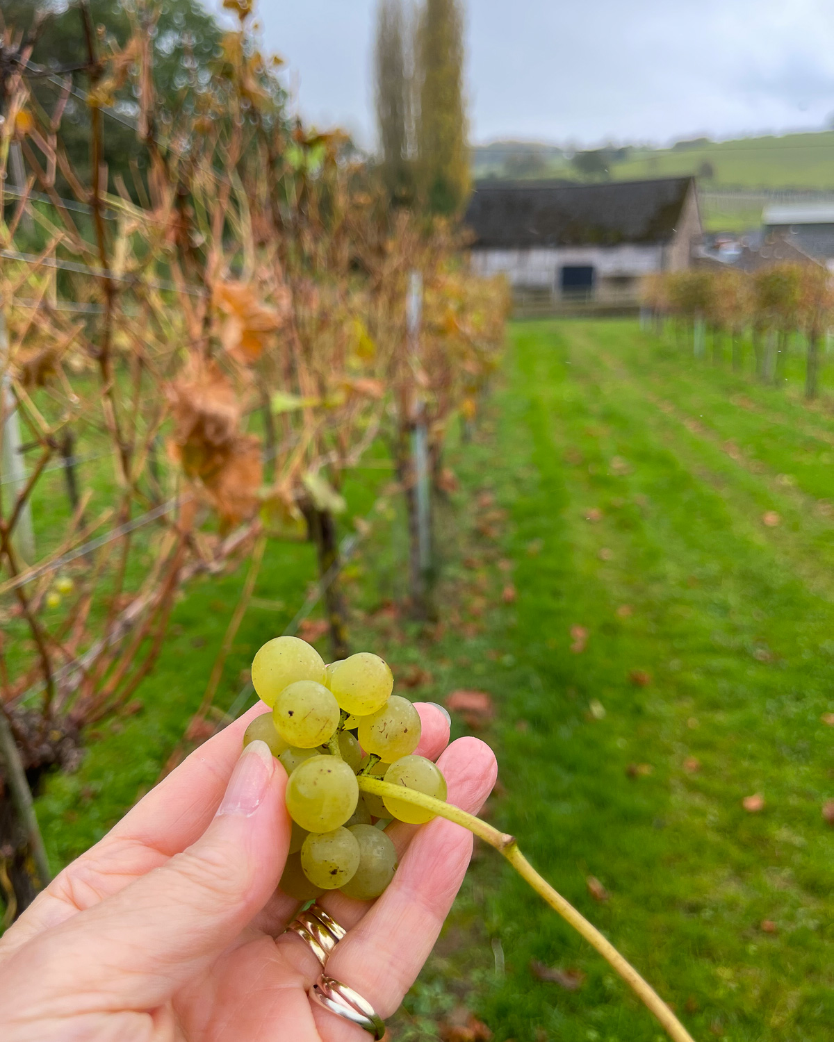 White Castle Vineyard Abergavenny Photo Heatheronhertravels.com