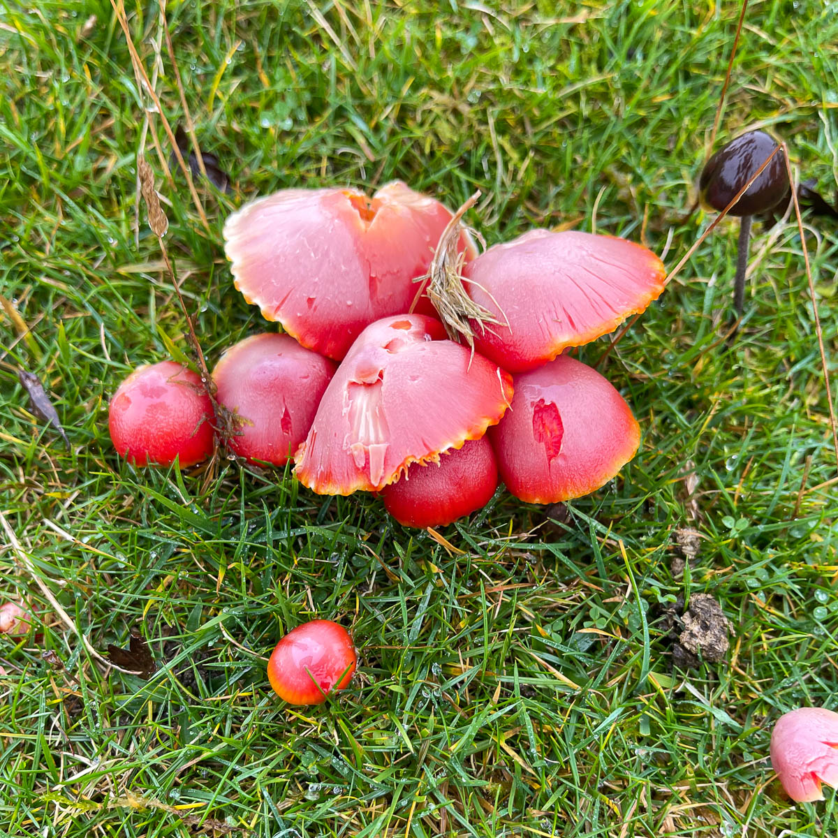 Red Cap mushroom at Trefil Wales Photo Heatheronhertravels.com