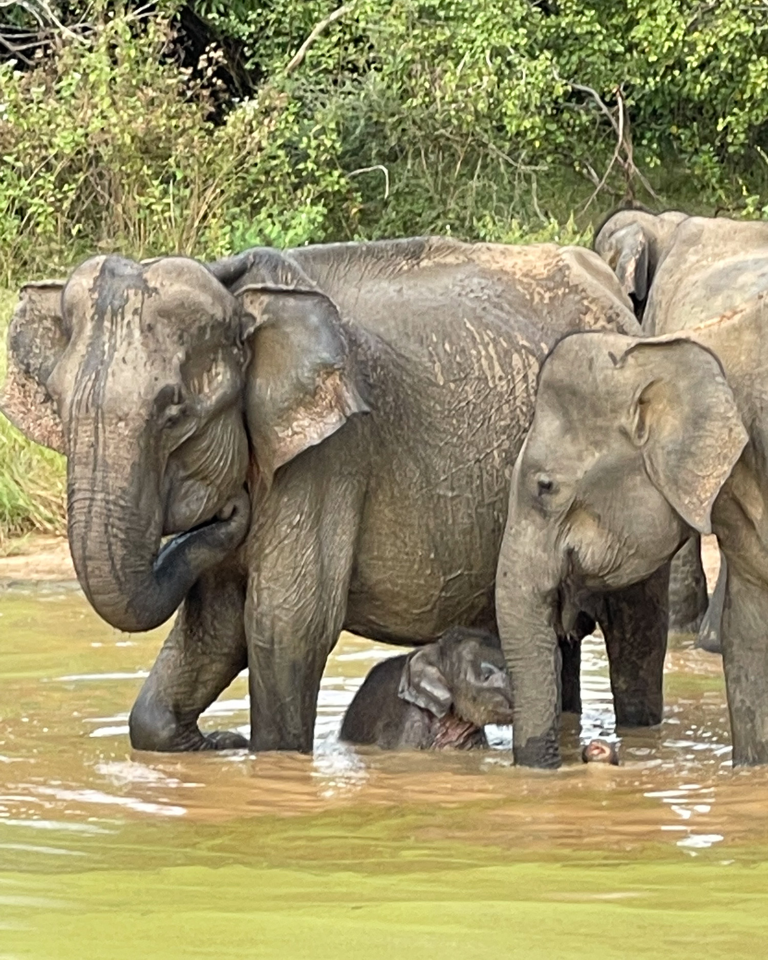 Udawalawe National Park Sri Lanka Photo Heatheronhertravels.com