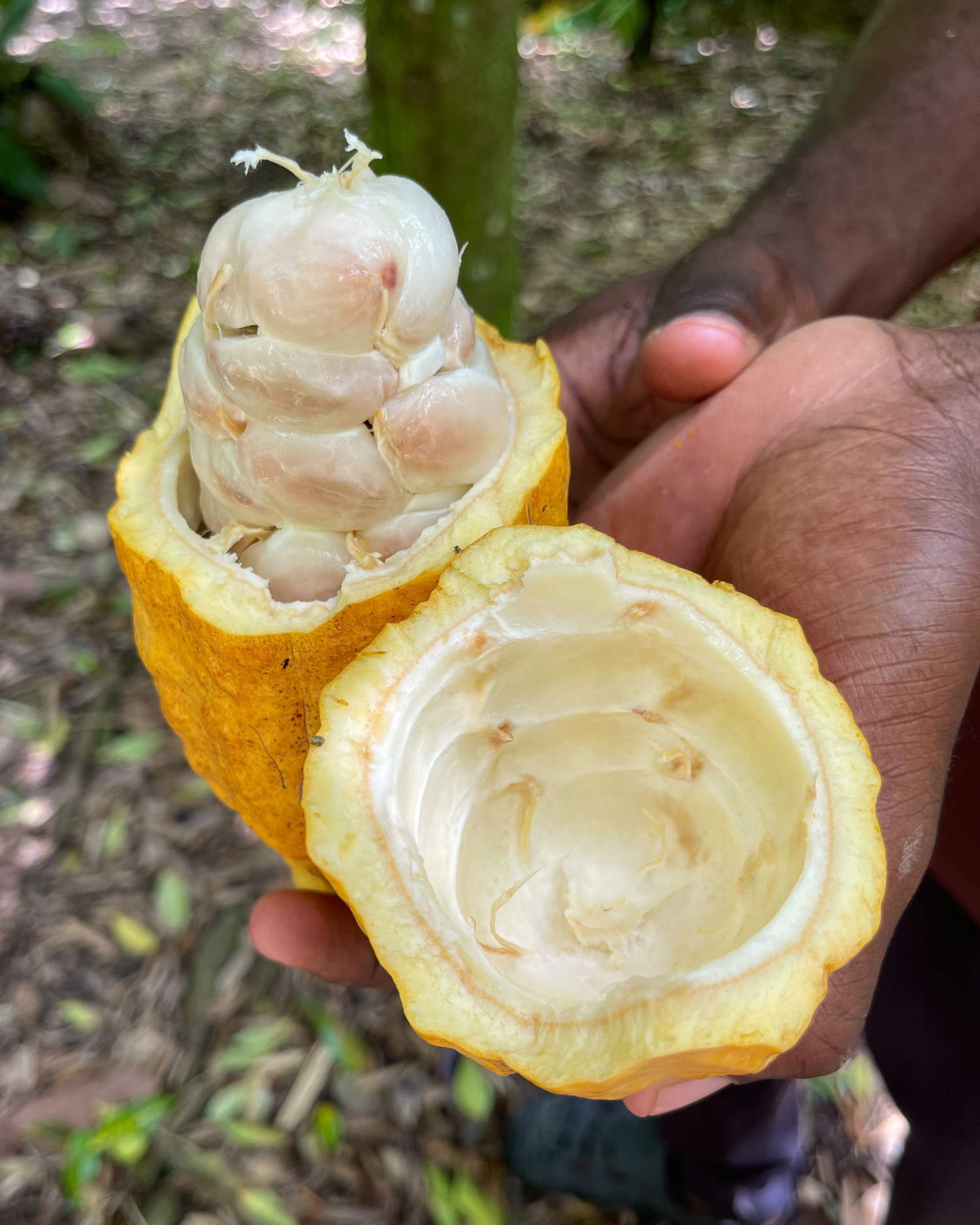 Cacao at Fond Doux Plantation Photo Heatheronhertravels.com