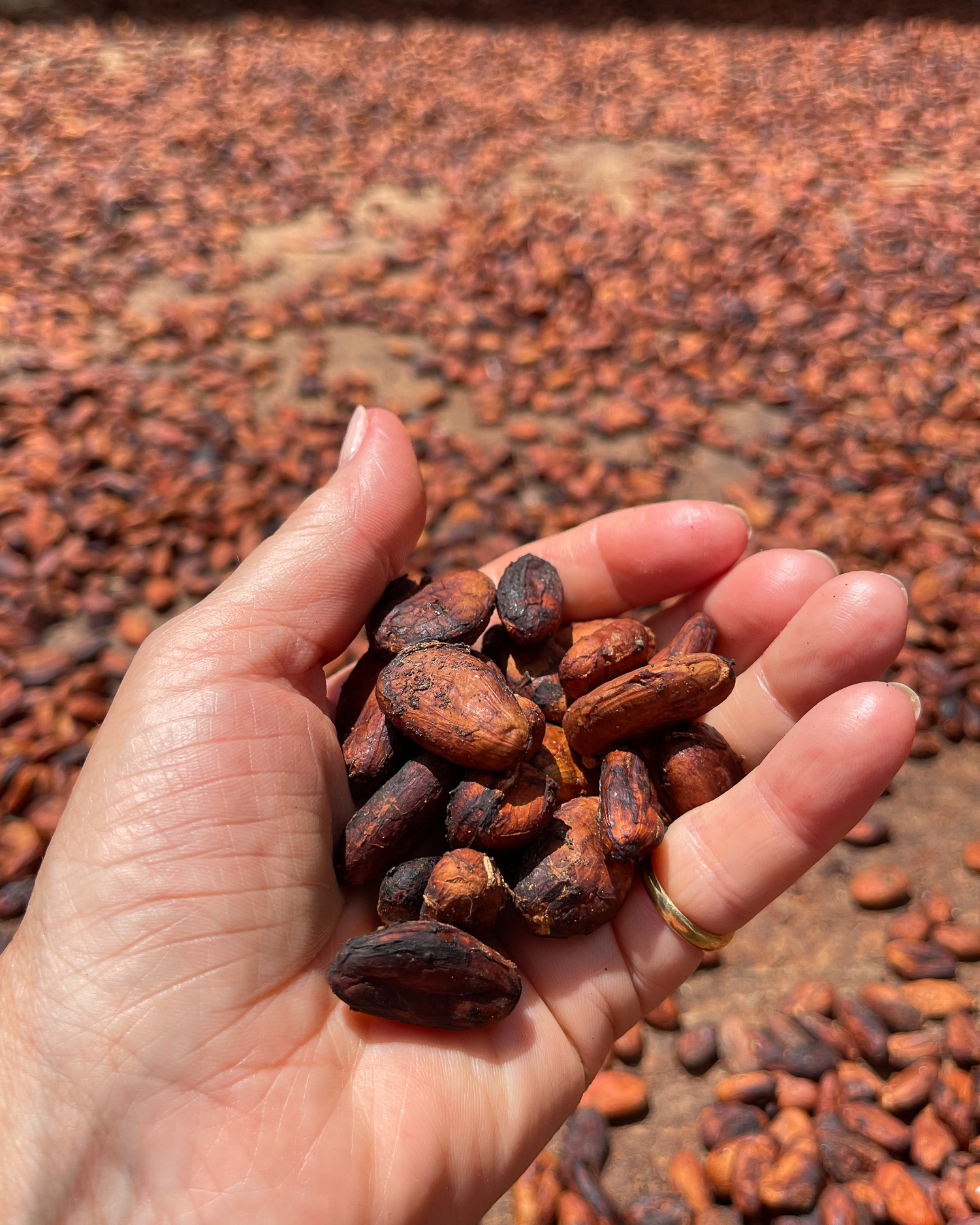 Cacao at Fond Doux Plantation Photo Heatheronhertravels.com