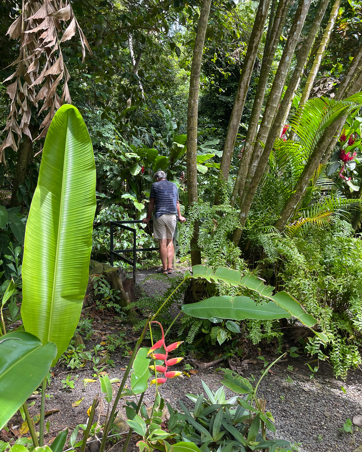 Diamond Falls Botanical Gardens St Lucia Photo Heatheronhertravels.com