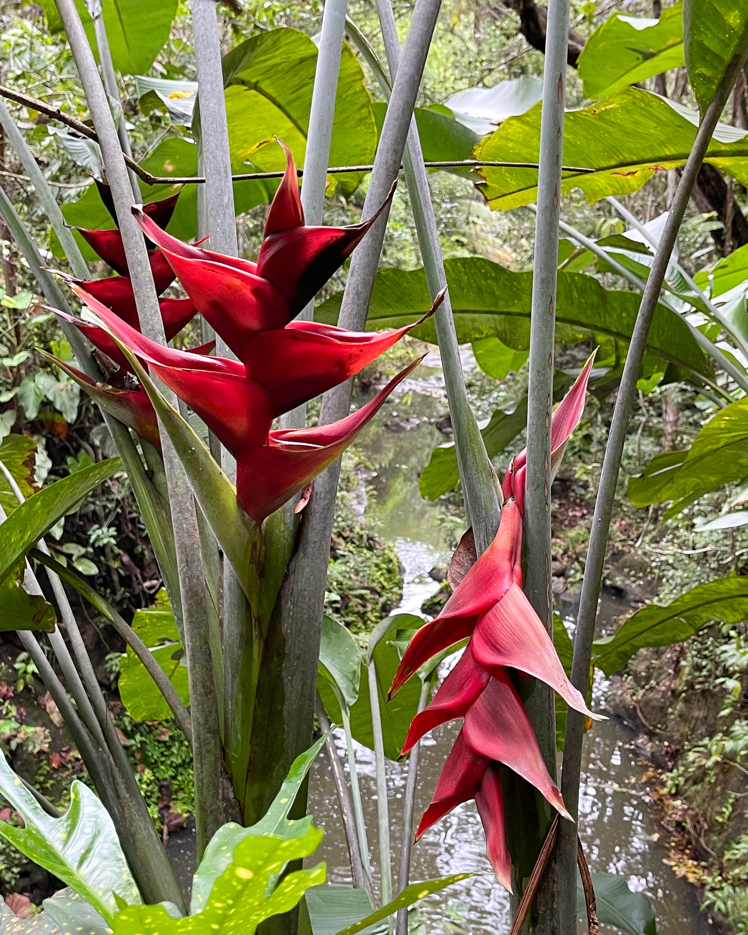 Latille Falls and gardens St Lucia Photo Heatheronhertravels.com