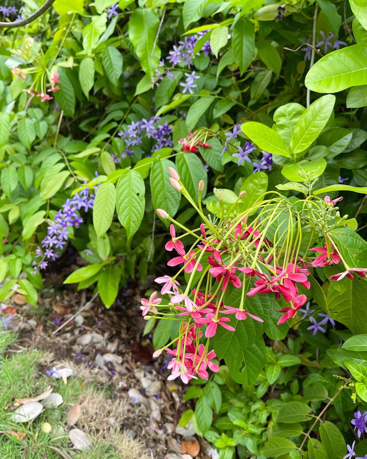 Mamiku Gardens St Lucia Photo Heatheronhertravels.com