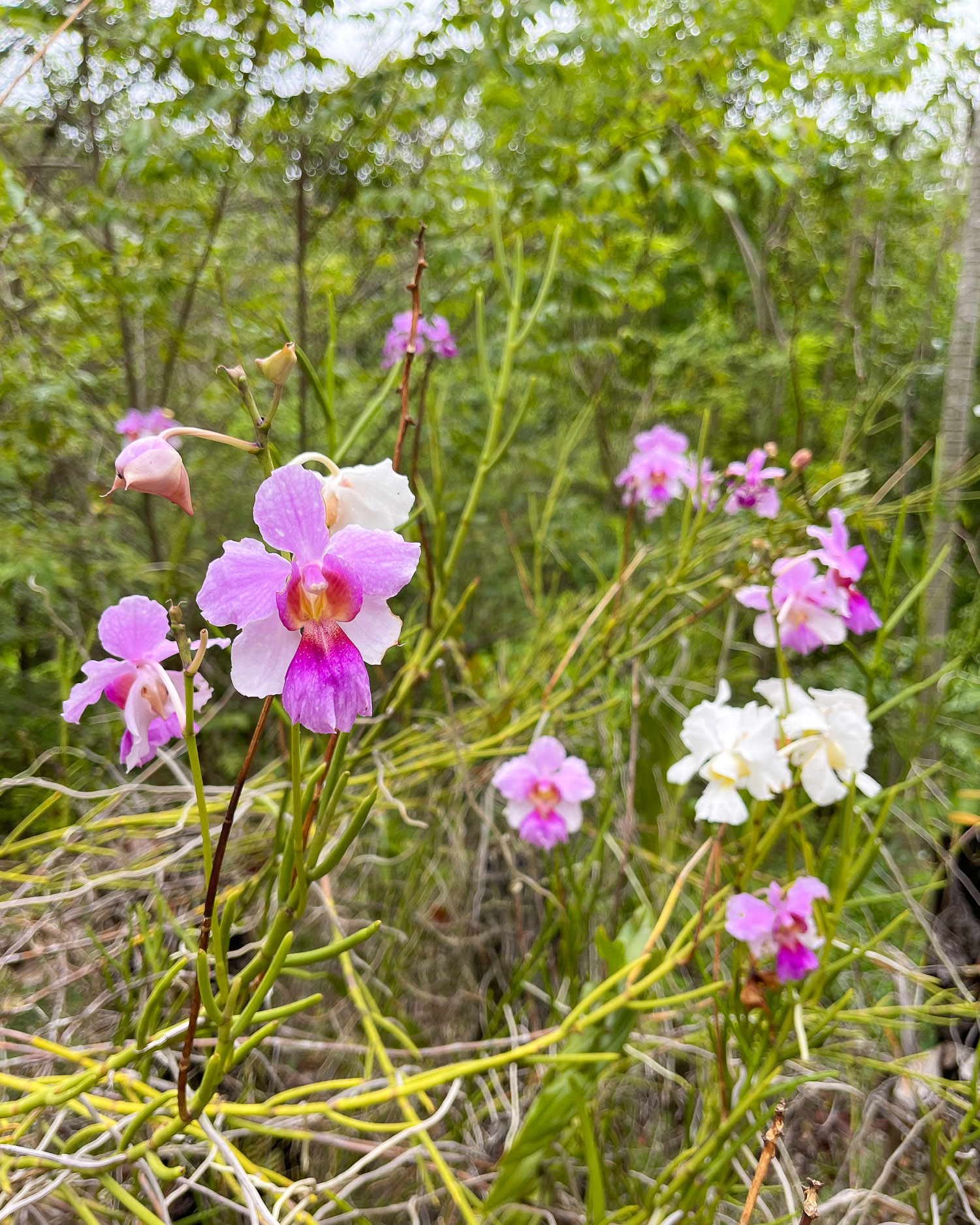 Mamiku Gardens St Lucia Photo Heatheronhertravels.com