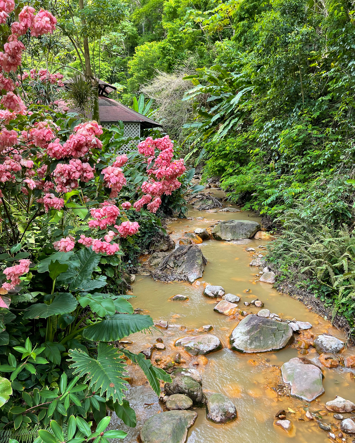 River at Diamond Falls Botanical Gardens St Lucia Photo Heatheronhertravels.com