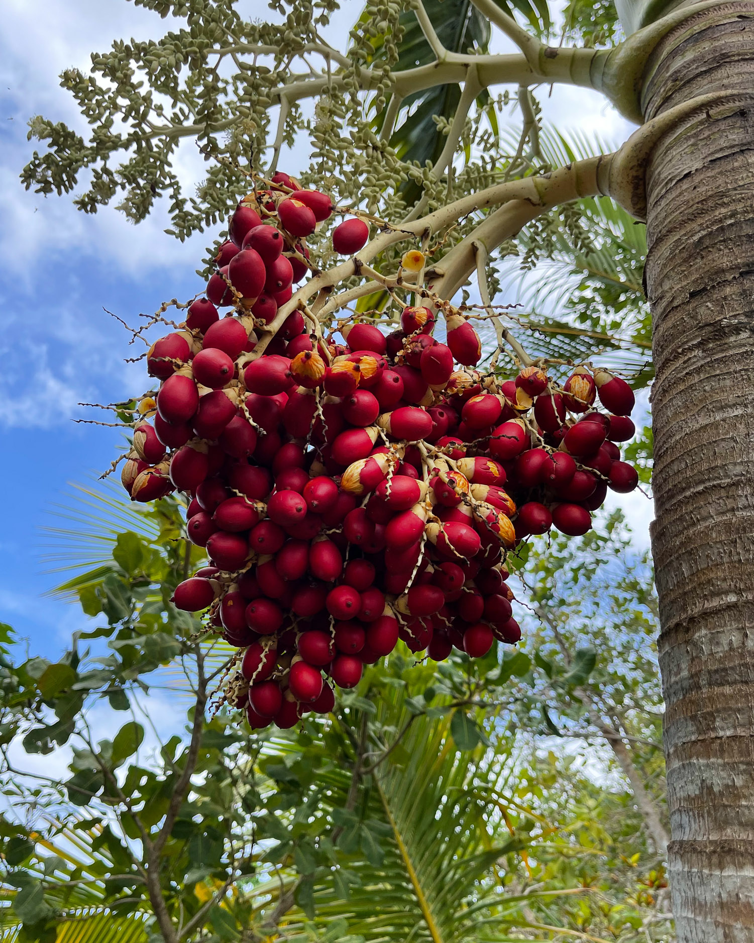 Tet Paul Nature Trail St Lucia Photo Heatheronhertravels.com