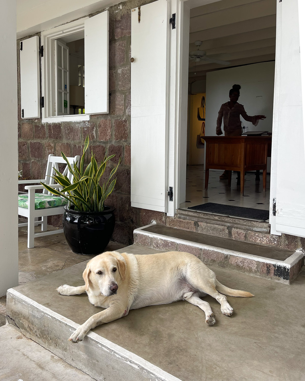Cosmo the labrador at Montpelier Plantation and beach in Nevis Photo Heatheronhertravels.com