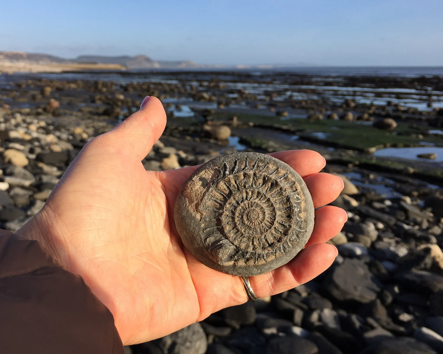 Ammonite pavement at Lyme Regis Photo Heatheronhertravels.com