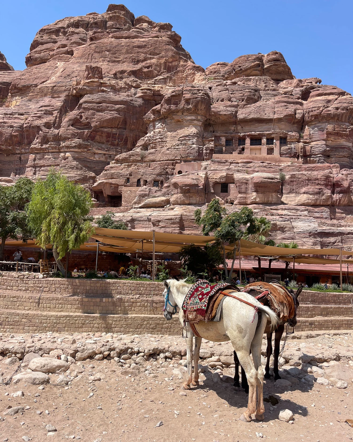 orses for hire at Petra Jordan Photo Heatheronhertravels.com