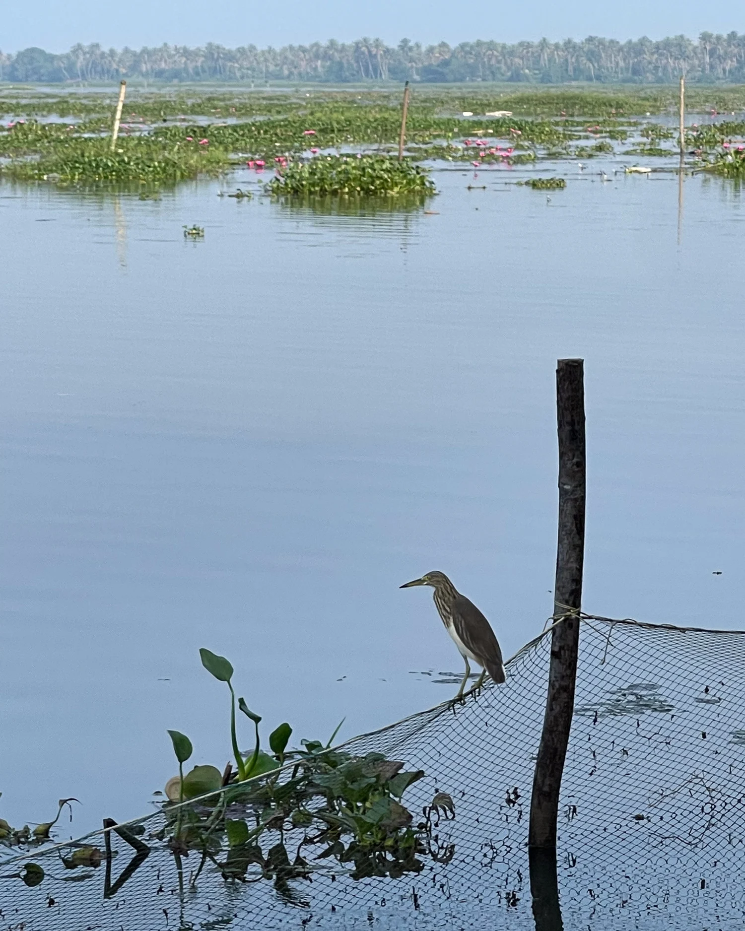 Birdwatching on the Kerala Backwaters India Photo Heatheronhertravels.com