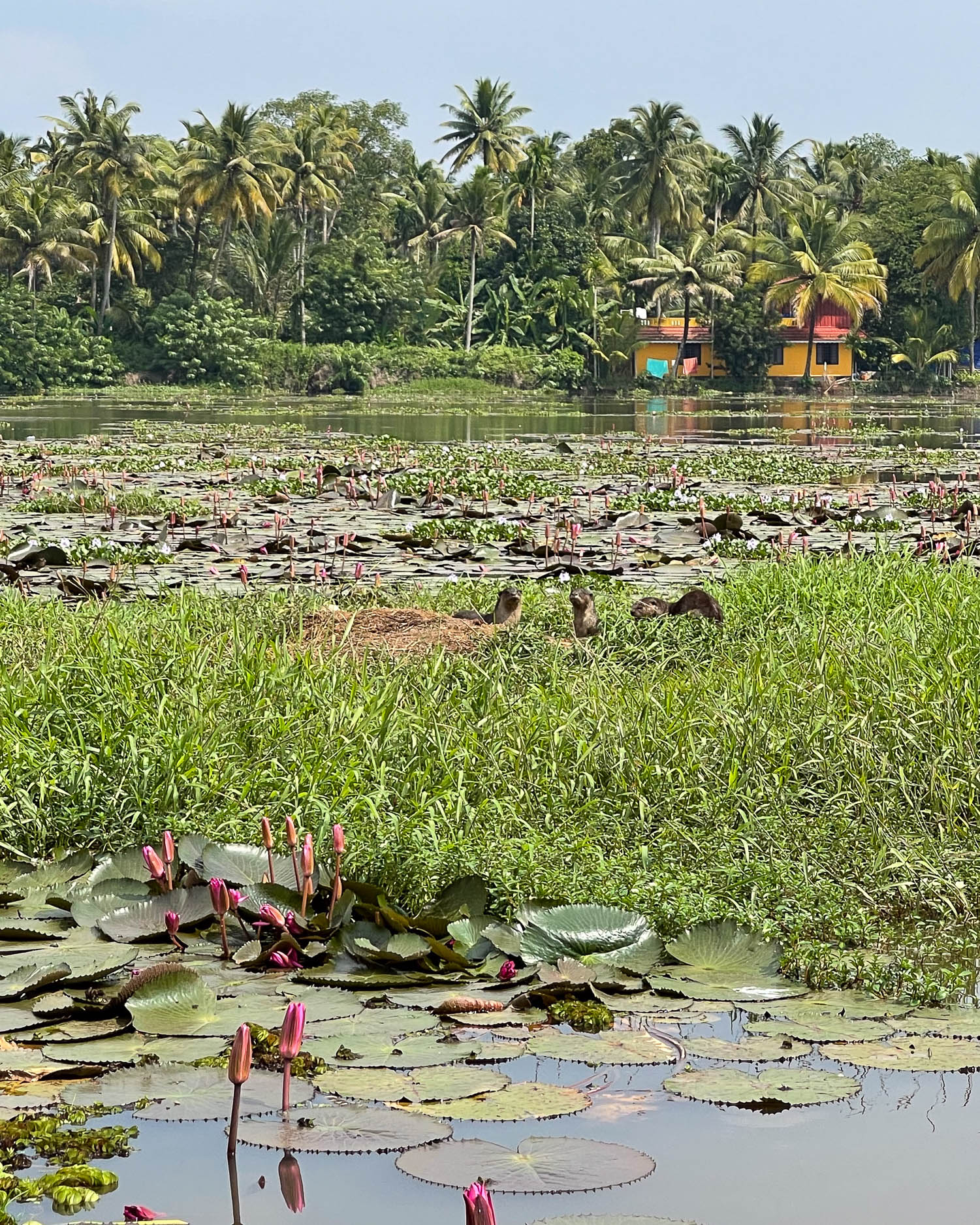 Otters in the Kerala Backwaters India Photo Heatheronhertravels.com