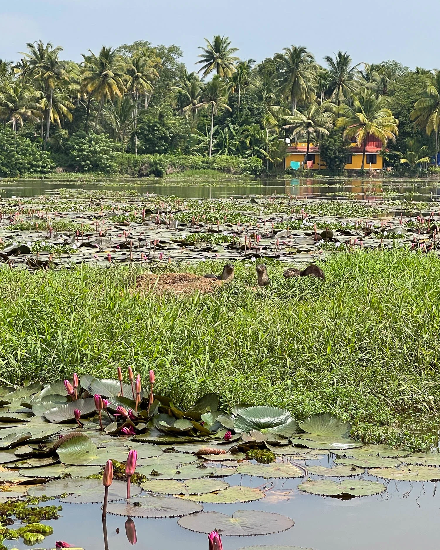 Otters in the Kerala Backwaters India Photo Heatheronhertravels.com