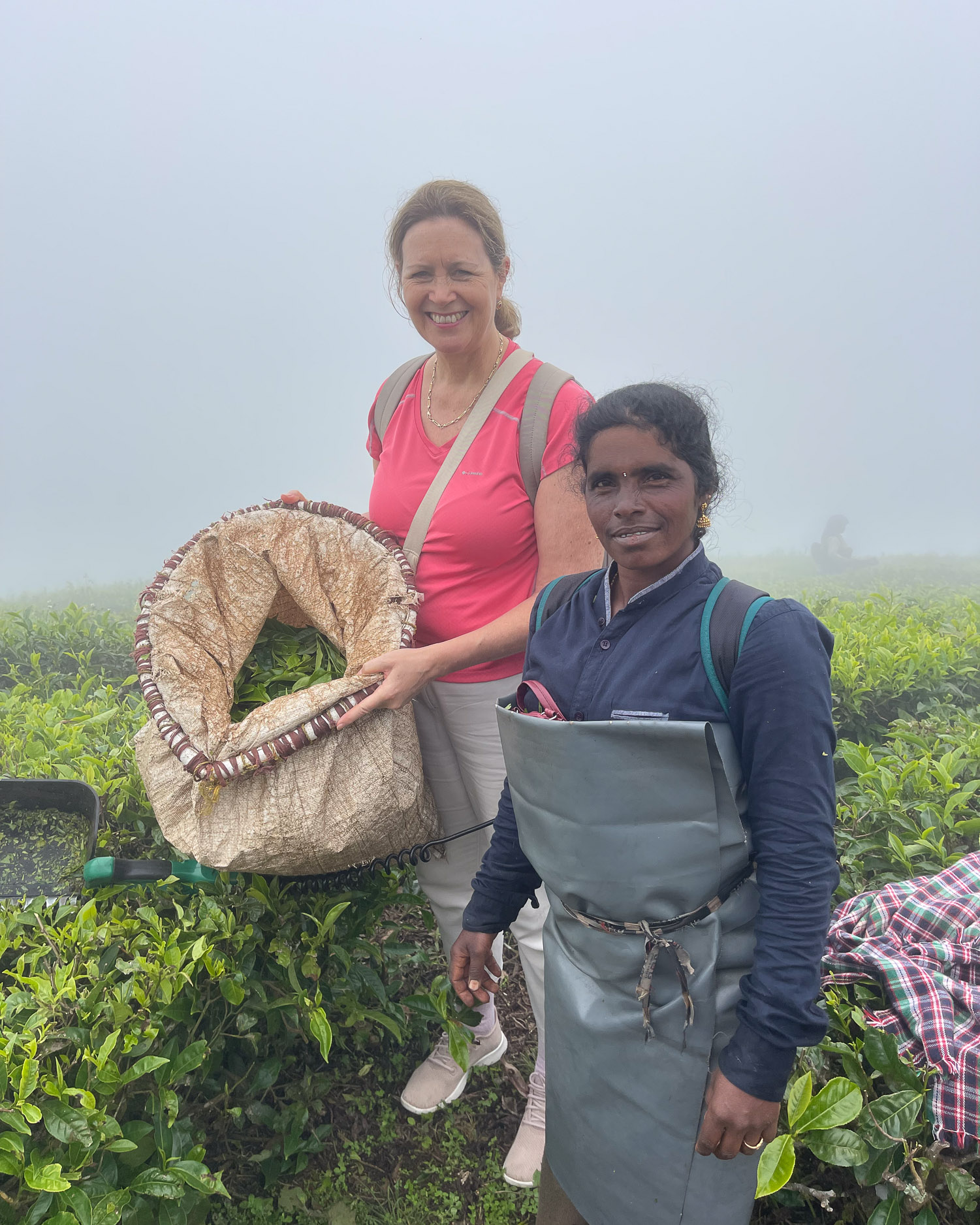 Tea Estate in Munnar Kerala India Photo Heatheronhertravels.com