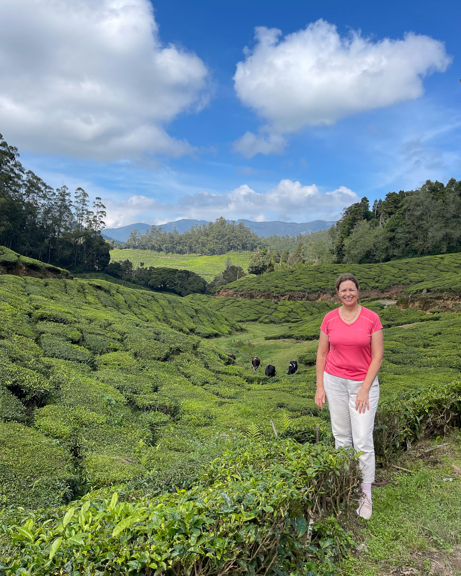 Tea Estate in Munnar Kerala India Photo Heatheronhertravels.com