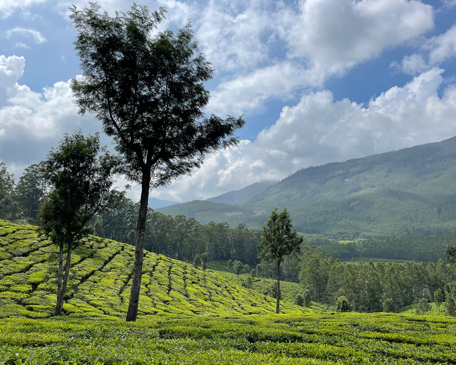 Tea Estates in Munnar Kerala India Photo Heatheronhertravels.com
