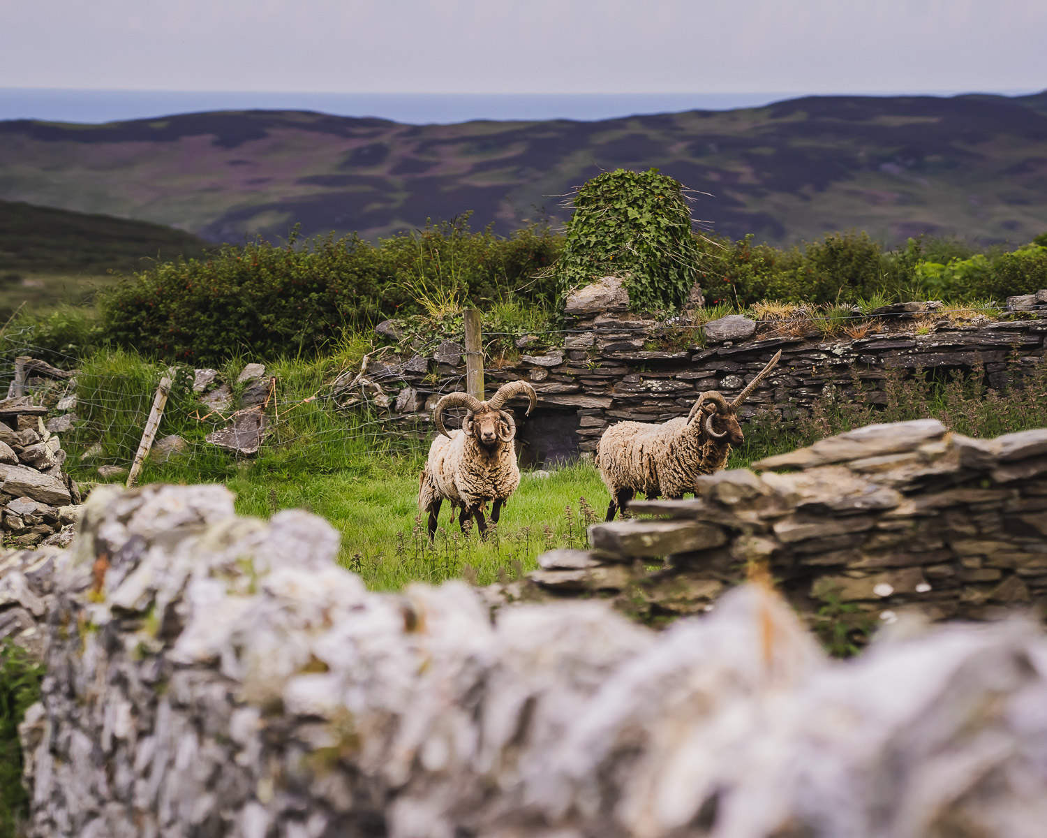 Loaghtan Lamb Isle of Man © Visit Isle of Man