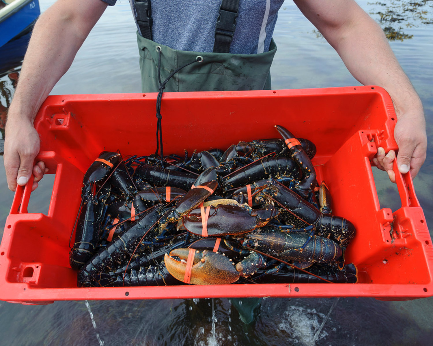 Lobster from Isle of Man © Visit Isle of Man