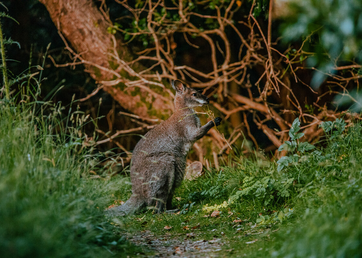 Wallabies at Curragh Isle of Man Photo Visit Isle of Man