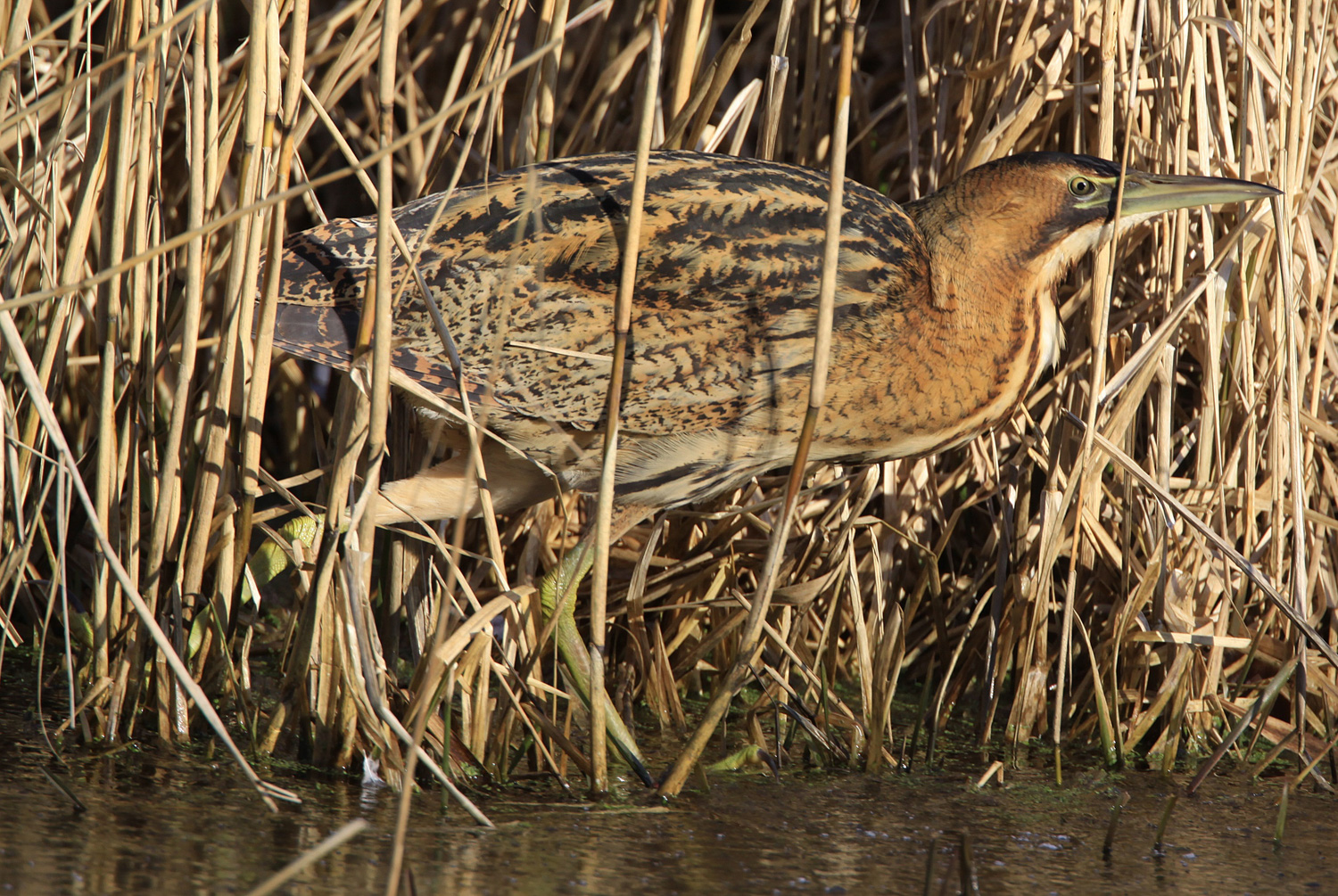 Bittern - Newport Wetlands Wales Photo: © Andy Karran Gwent Wildlife Trust