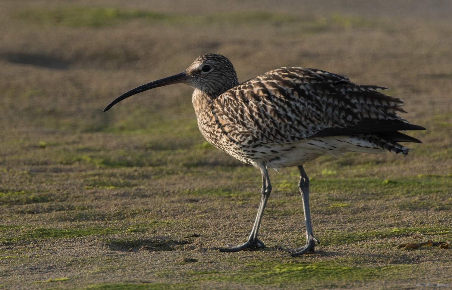 Curlew on beach - Newport Wetlands Wales Photo: © Andy Karran Gwent Wildlife Trust