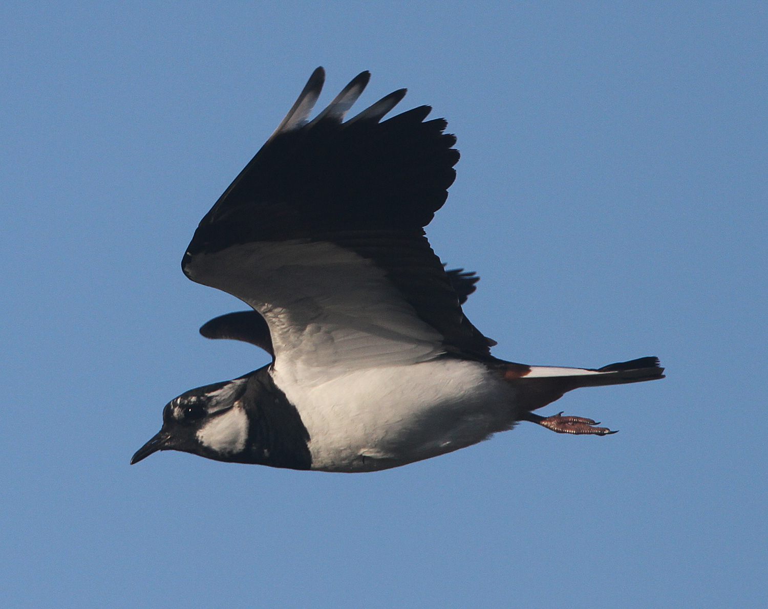 Lapwing - Newport Wetlands Wales Photo: © Andy Karran Gwent Wildlife Trust