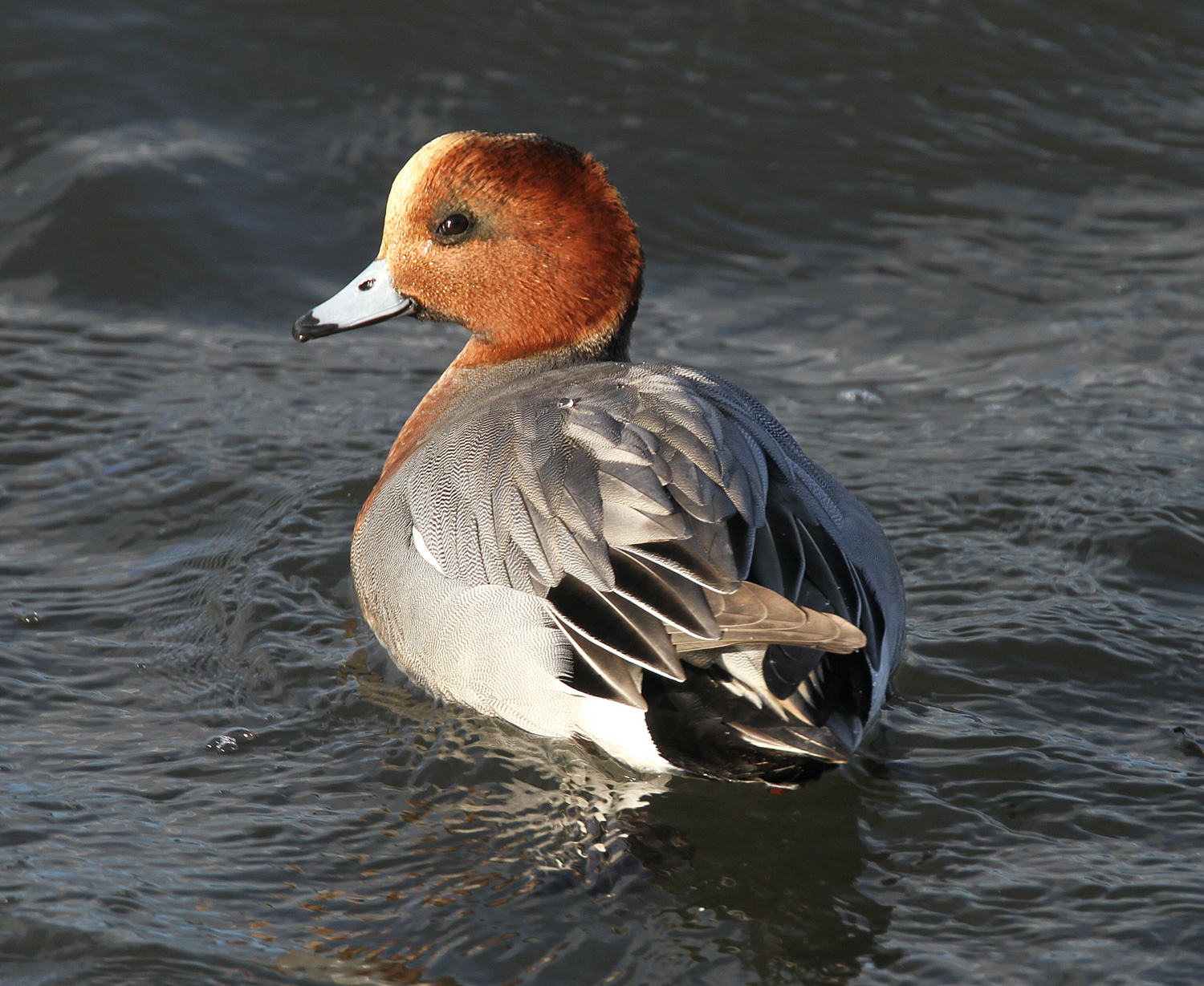 Wigeon - Newport Wetlands Wales Photo: © Andy Karran Gwent Wildlife Trust