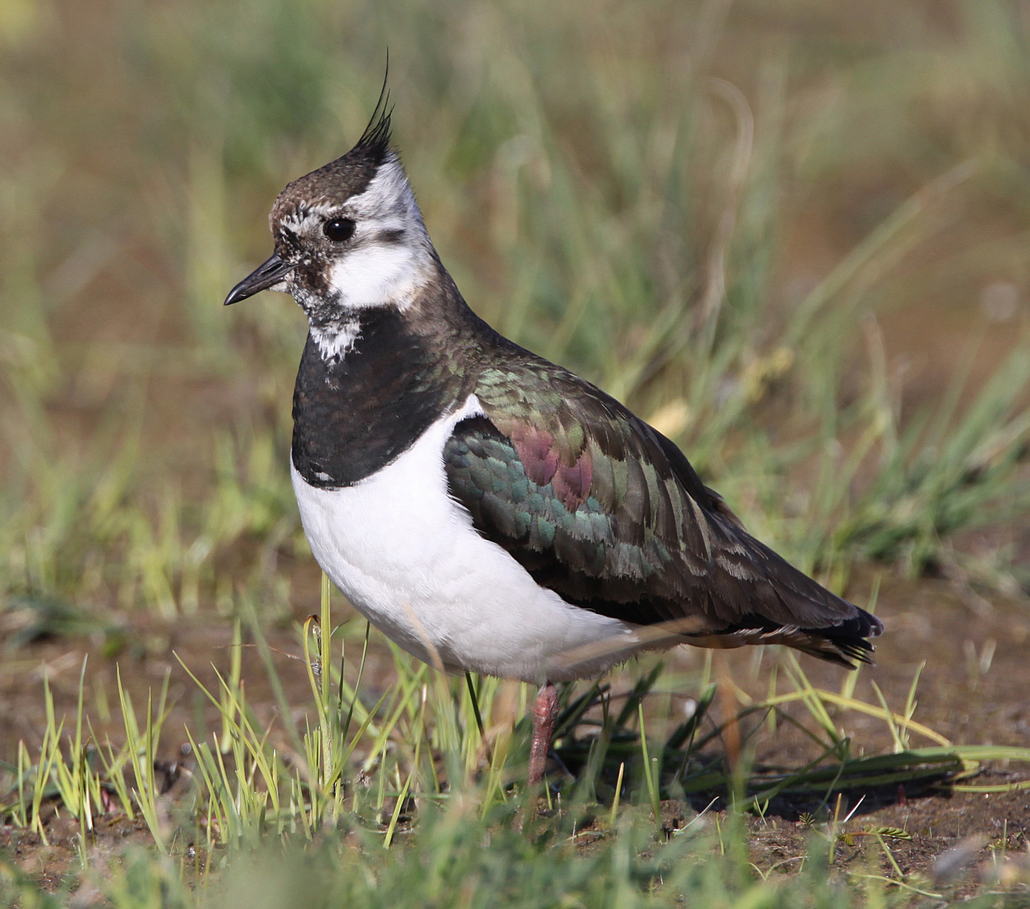 Lapwing - Newport Wetlands Wales Photo: © Andy Karran Gwent Wildlife Trust