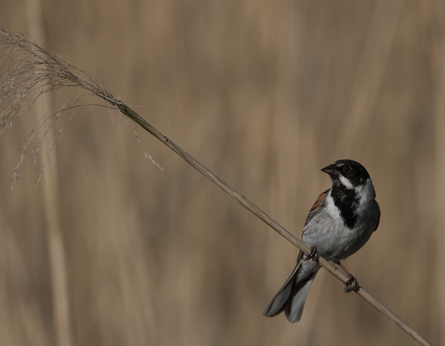 Reed Bunting on Reed - Newport Wetlands Wales Photo: © Andy Karran Gwent Wildlife Trust