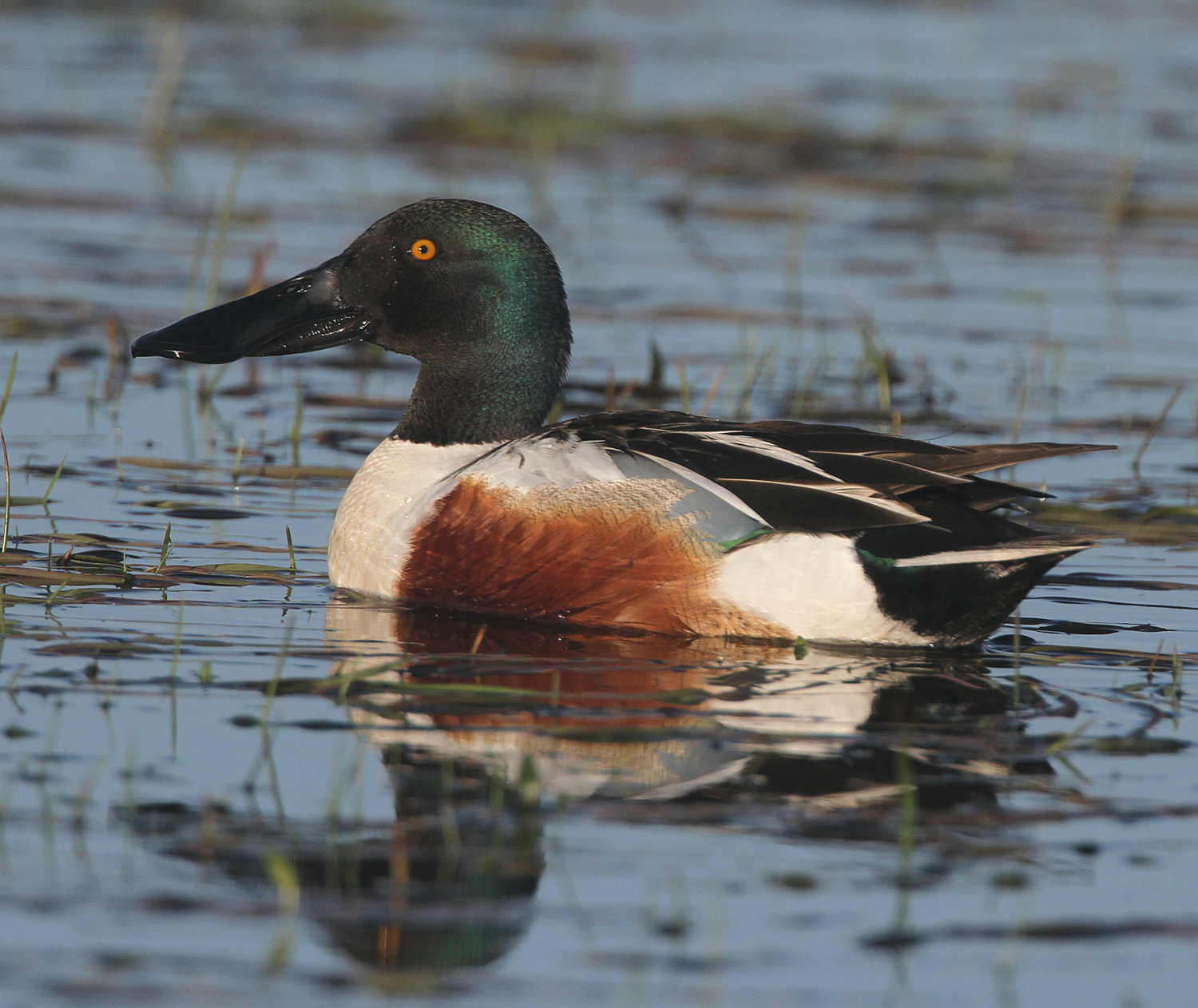 Shoveler - Newport Wetlands Wales Photo: © Andy Karran Gwent Wildlife Trust