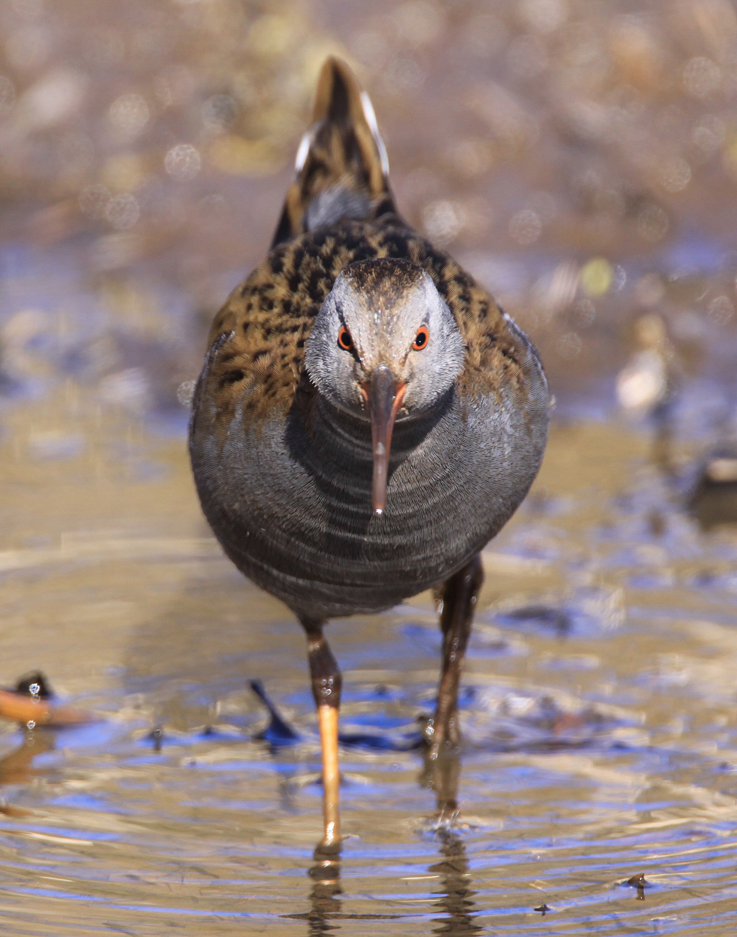 Water Rail - Newport Wetlands Wales Photo: © Andy Karran Gwent Wildlife Trust