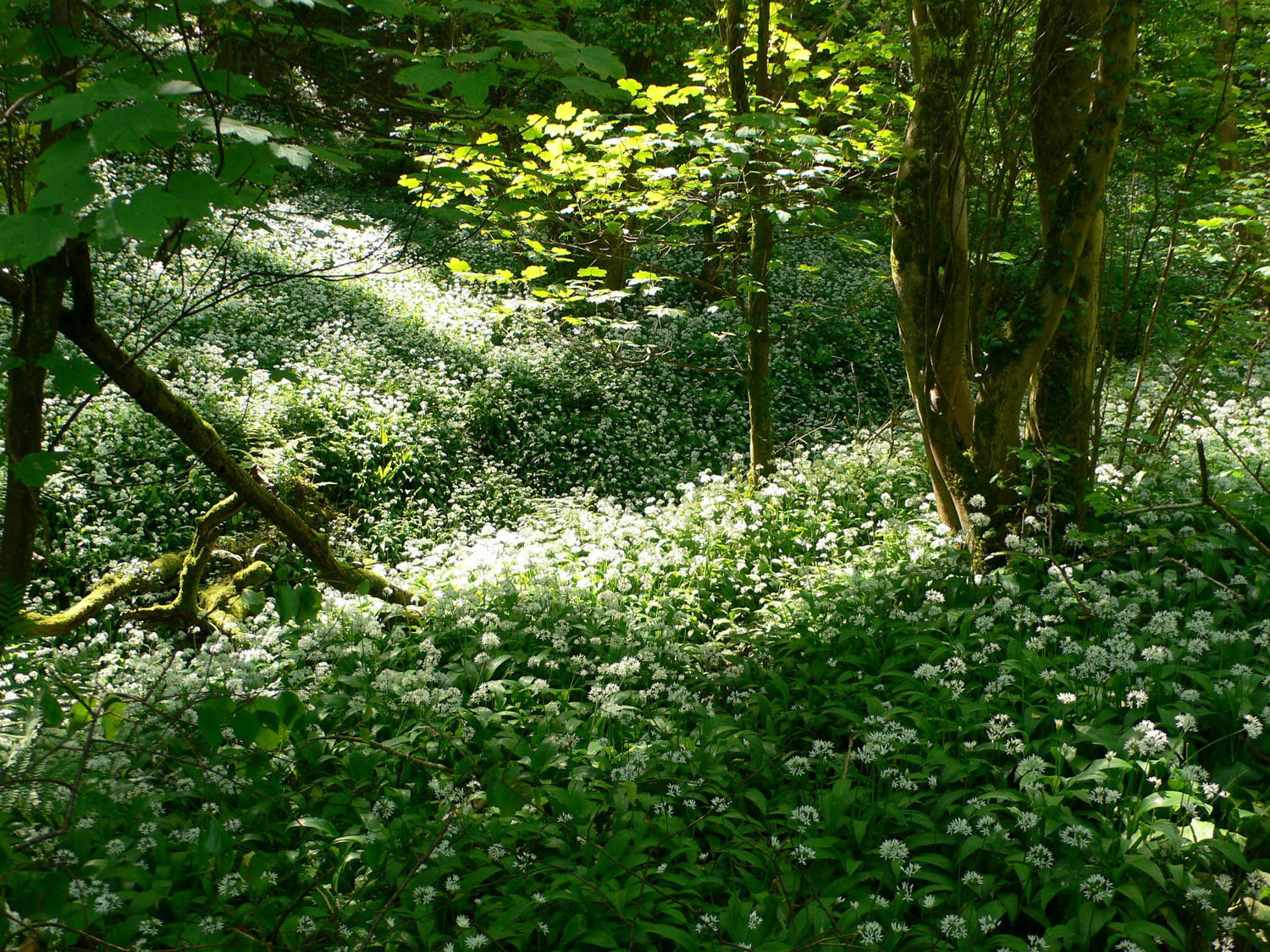 Wild Garlic in Bristol Photo Heatheronhertravels.com