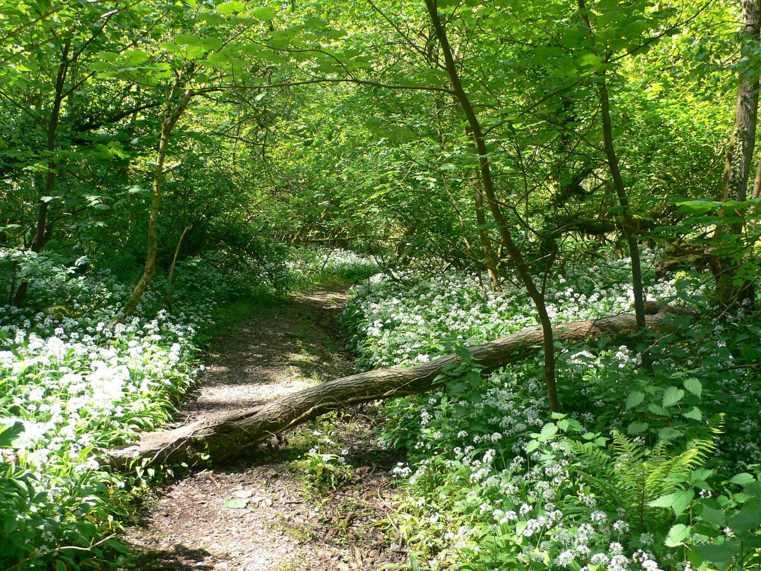 Wild Garlic in Bristol Photo Heatheronhertravels.com