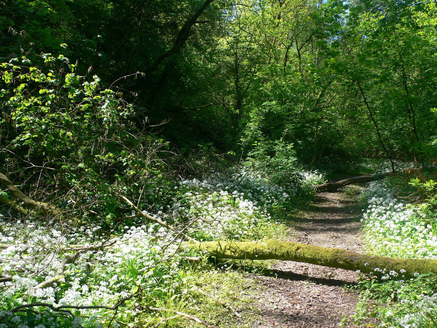 Wild Garlic in Bristol Photo Heatheronhertravels.com