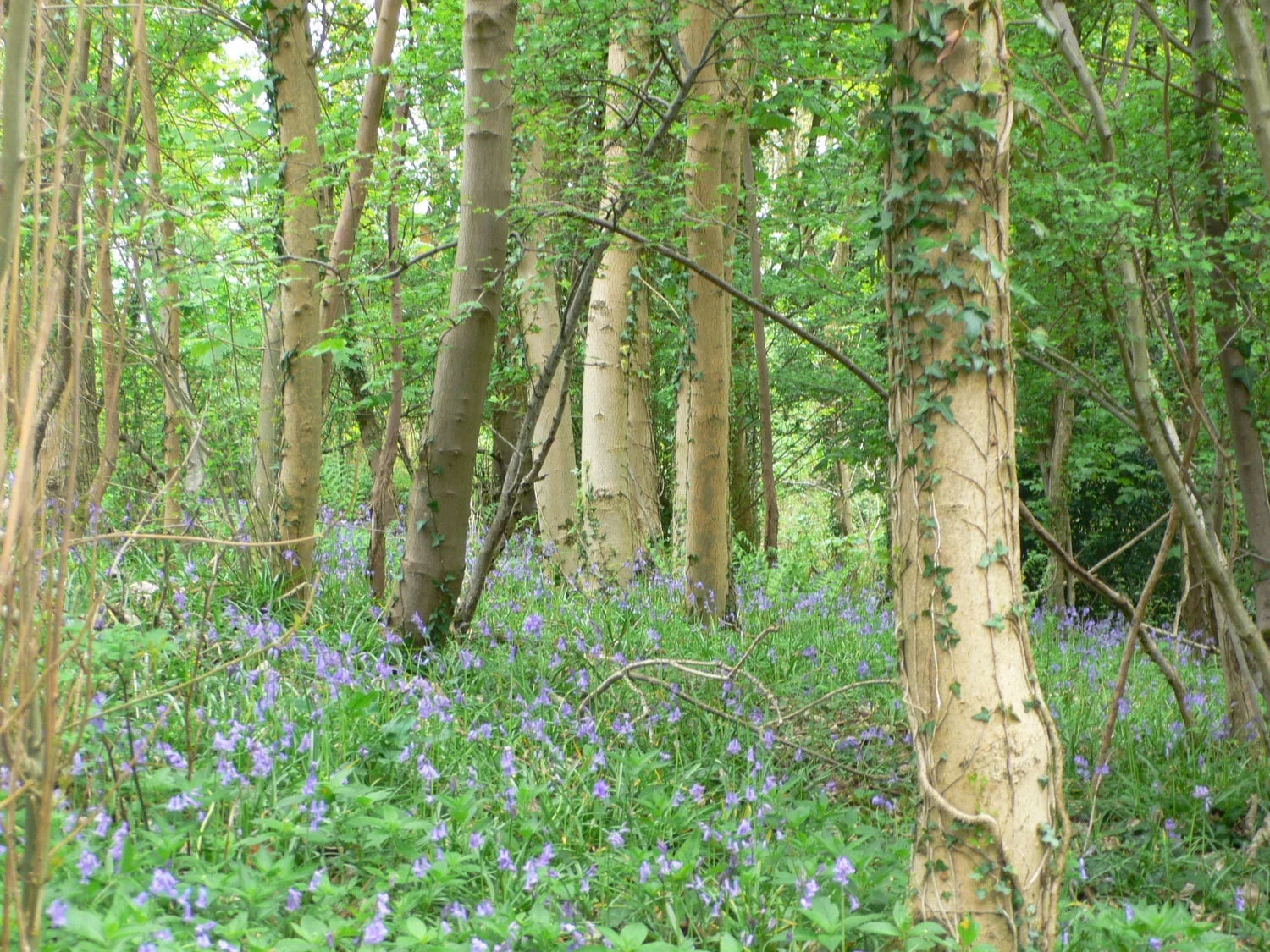 Bluebell wood near Abbots Pool