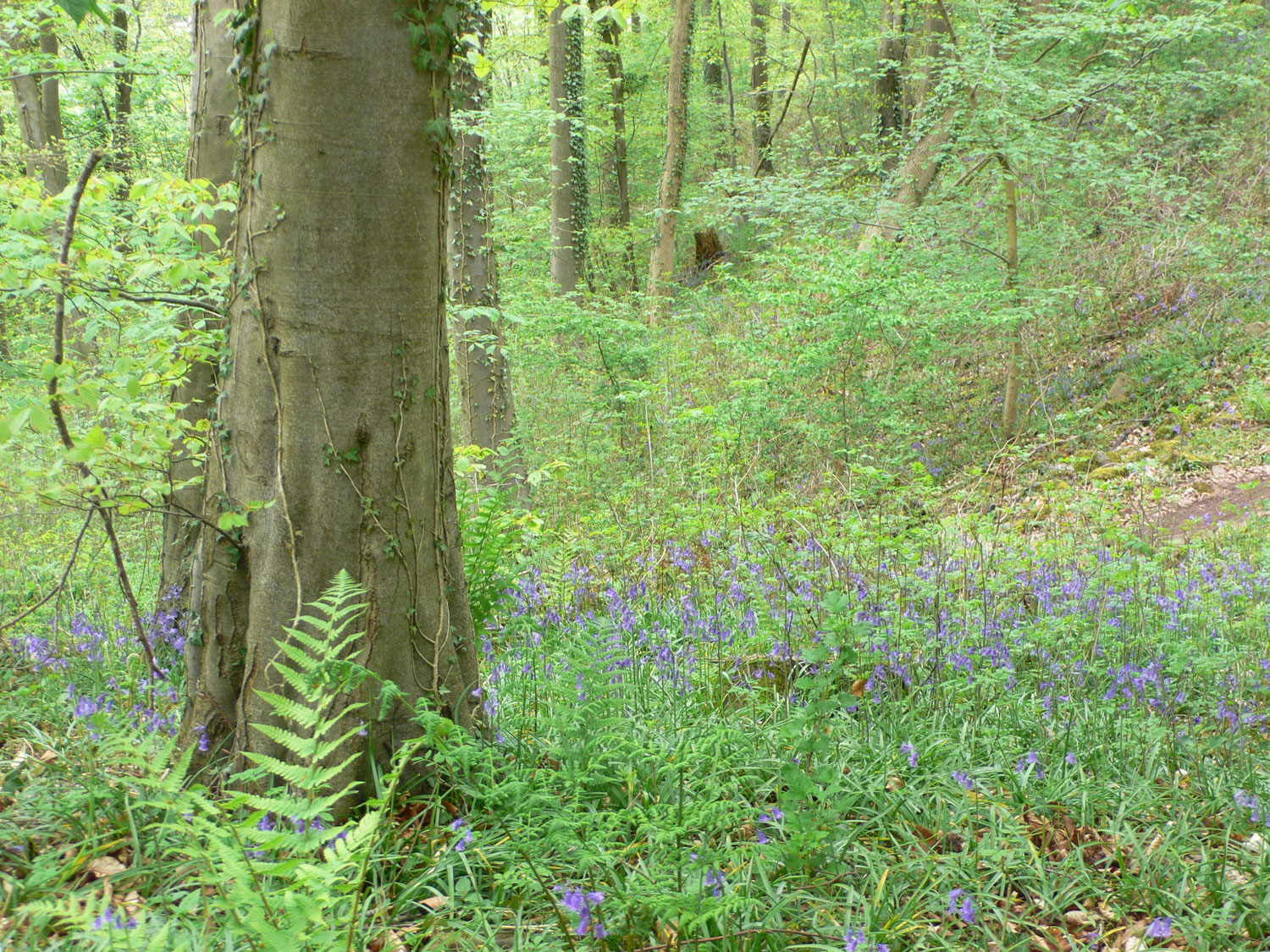 Bluebell wood near Abbots Pool