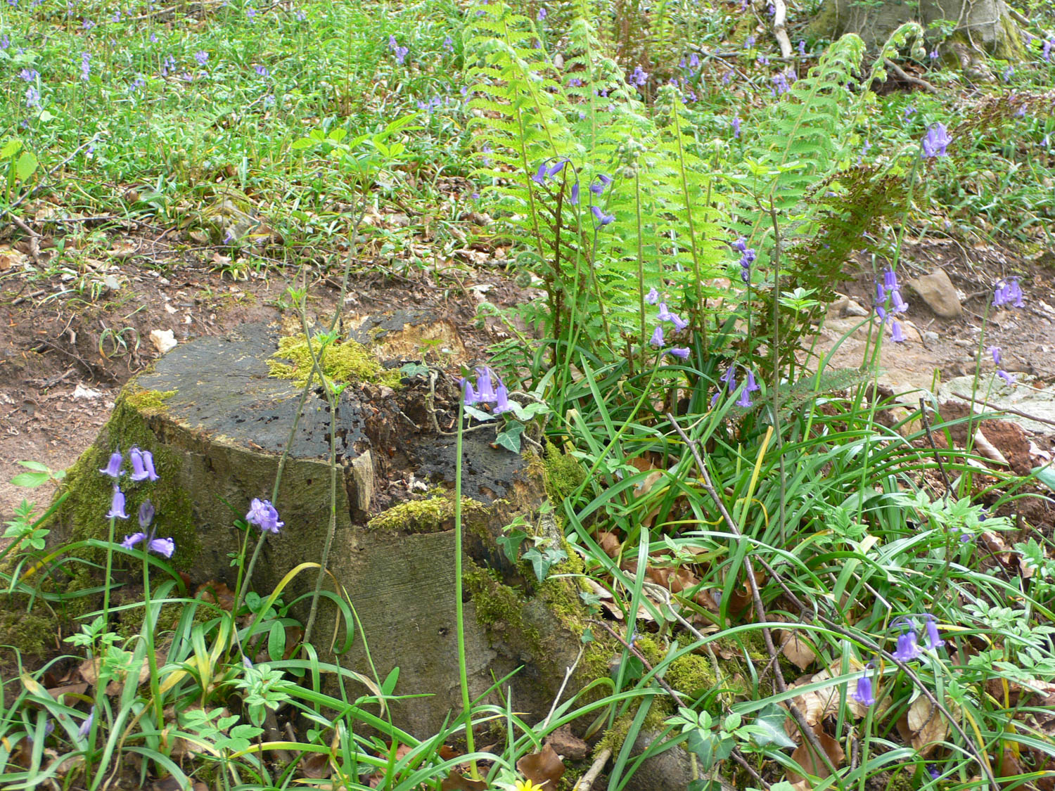 Bluebells in the woods near Abbots Pool