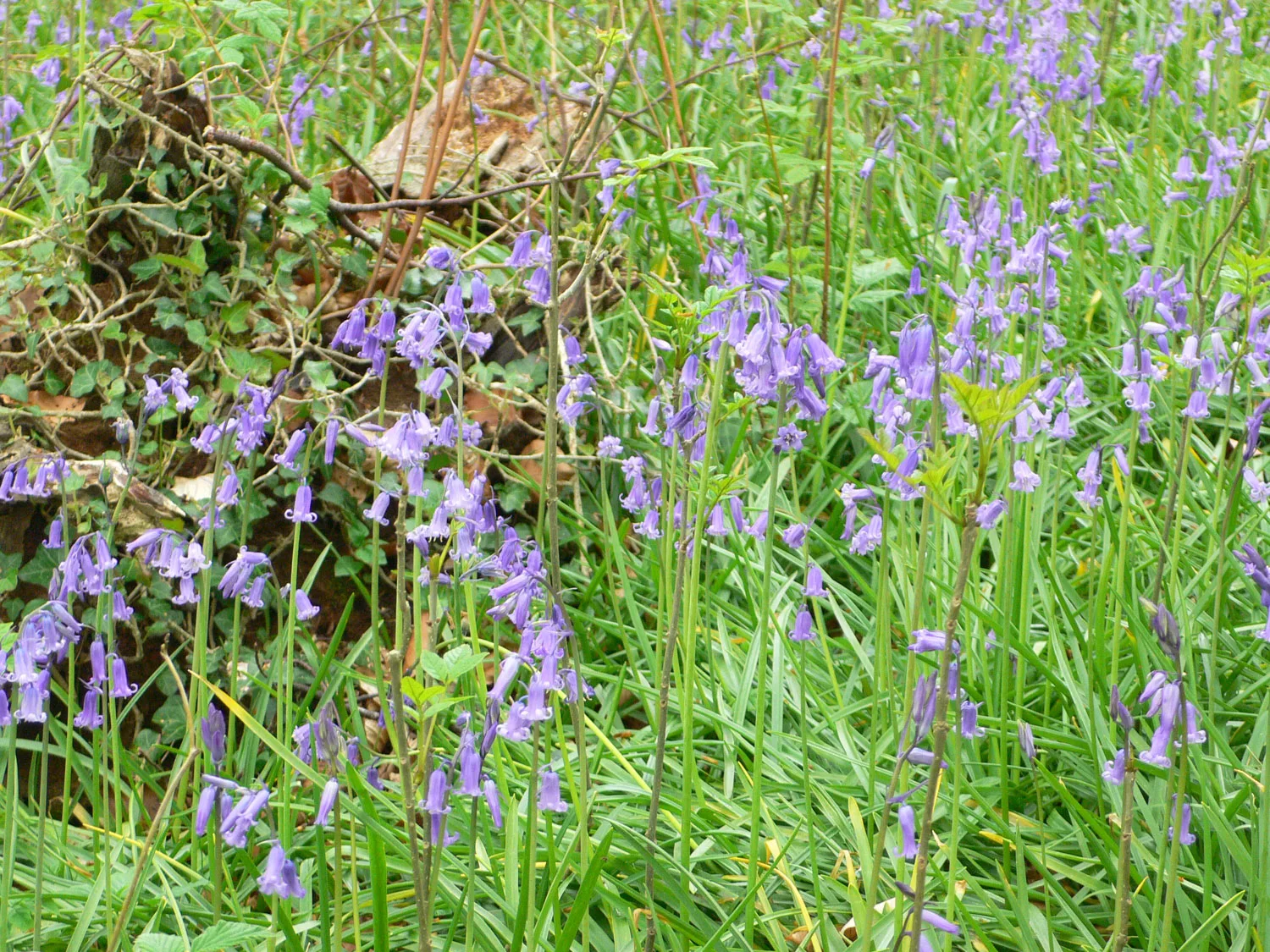 Bluebells in the woods near Abbots Pool