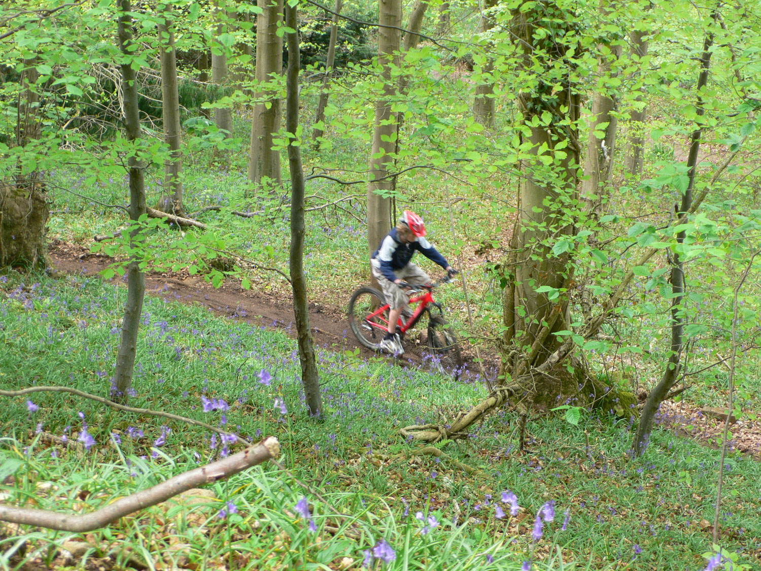 Mountainbiker in woods near Abbots pool