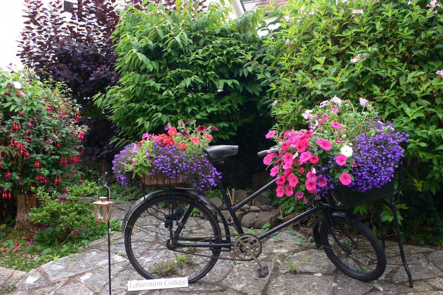 Floral displays in a garden in Dunster