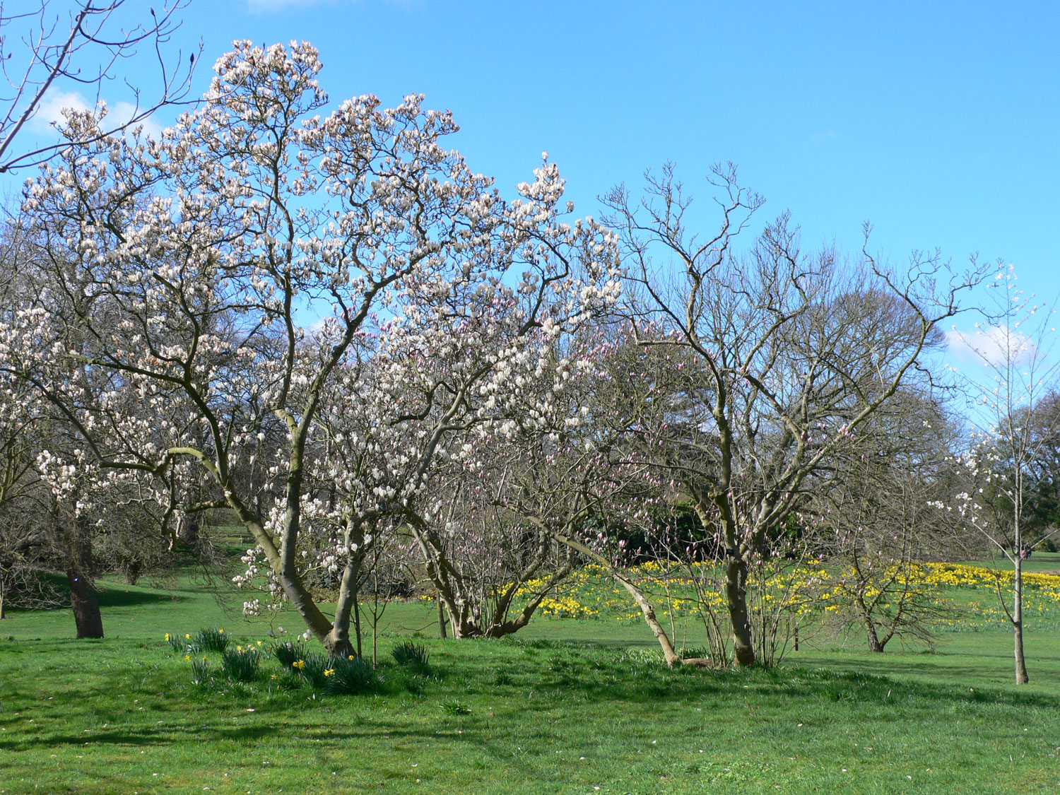 Magnolia at Kew Gardens.