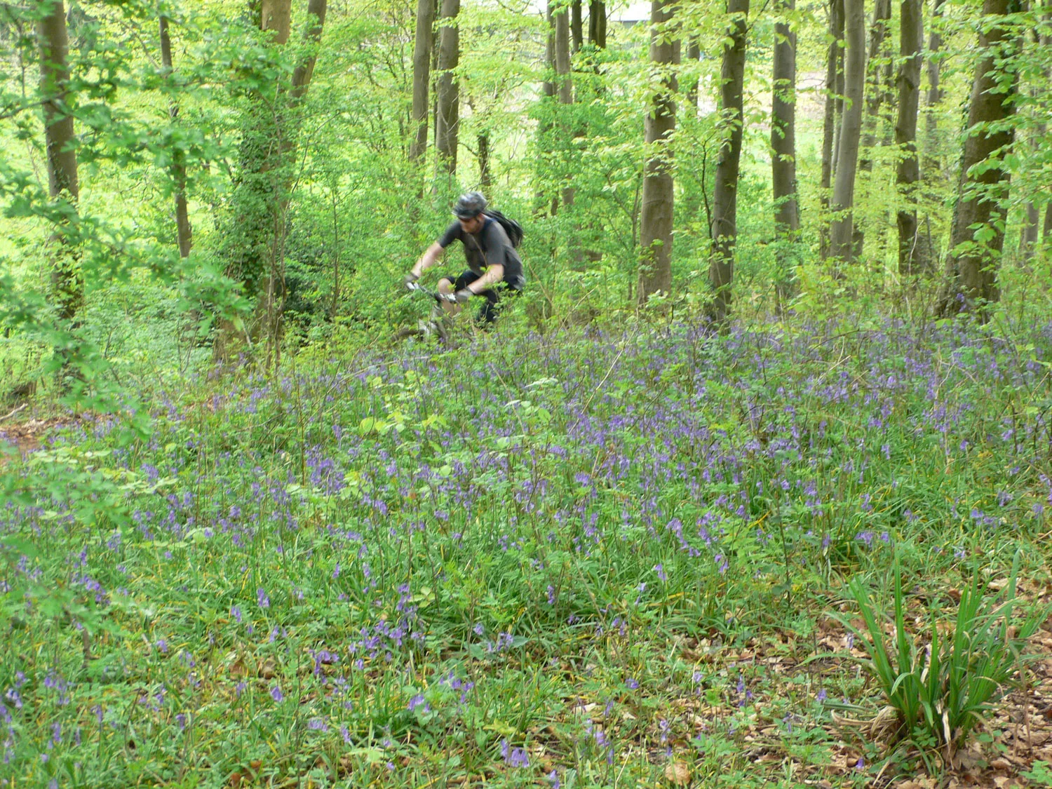 Mountainbiker in woods near Abbots pool